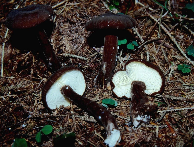 Lactarius lignyotus?